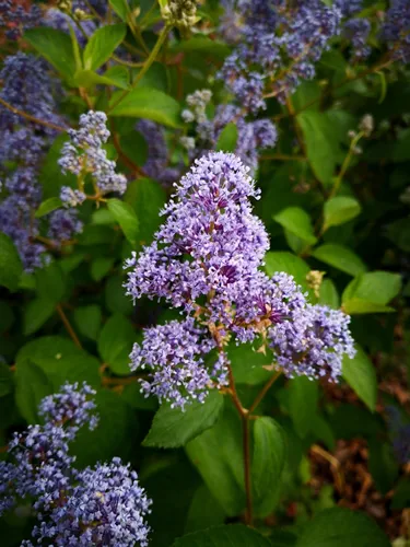 Big violet or purple flower head of Lakeside ceanothus (Ceanothus cyaneus, San Diego buckbrush) or Jersey-tea ceanothus (Ceanothus americanus, mountainsweet, redroot, New Jersey tea) framed by leaves

